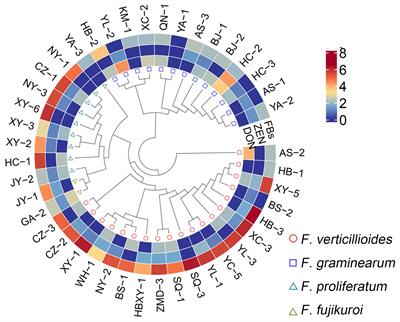 Stalks and roots are the main battlefield for the coevolution between maize and Fusarium verticillioides